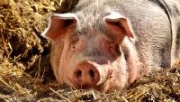 prase pig-2189566 1280